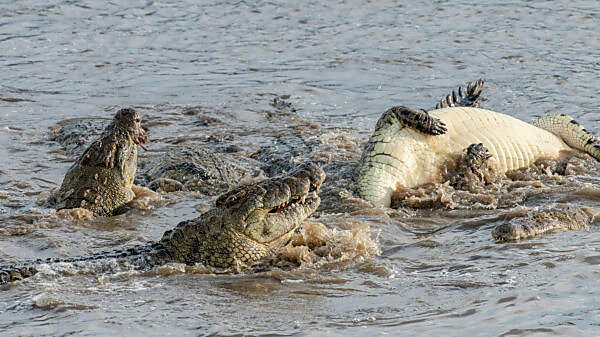 Crocodile