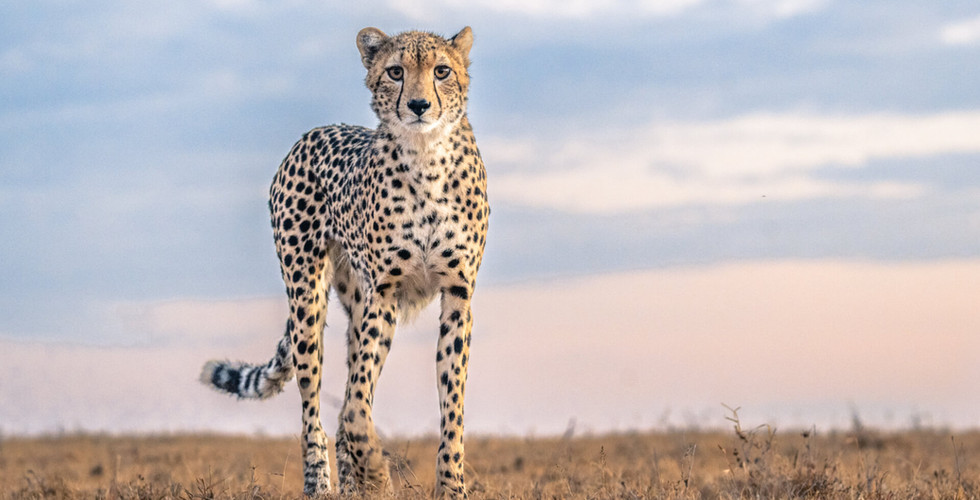 Cheetah