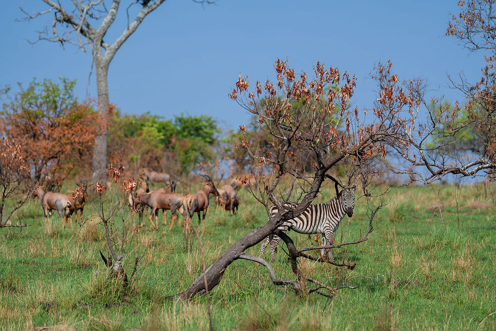 Serengeti-migration-safaris