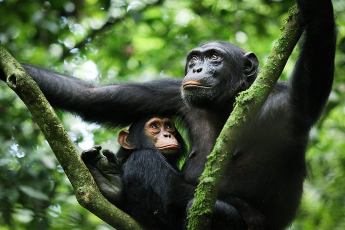 kibale National Park