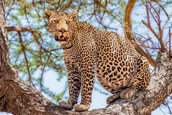Leopard