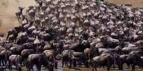 Serengeti Great Migration