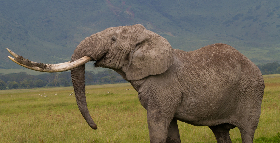 Elephant