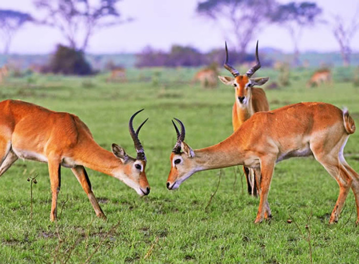 5-Days Tanzania Safari from Zanzibar