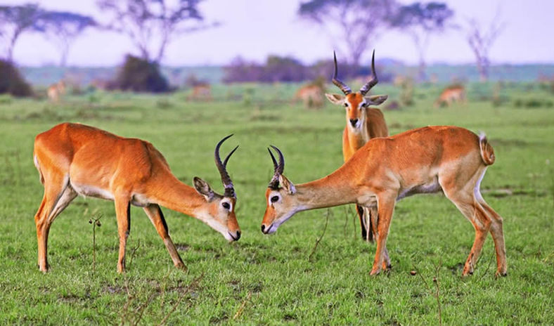 A herd of impala antelopes grazing peacefully in Lake Manyara National Park, Tanzania.