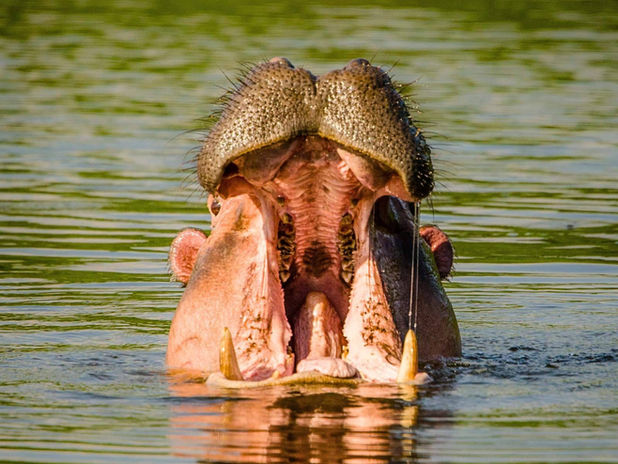 Lake Mburo Uganda