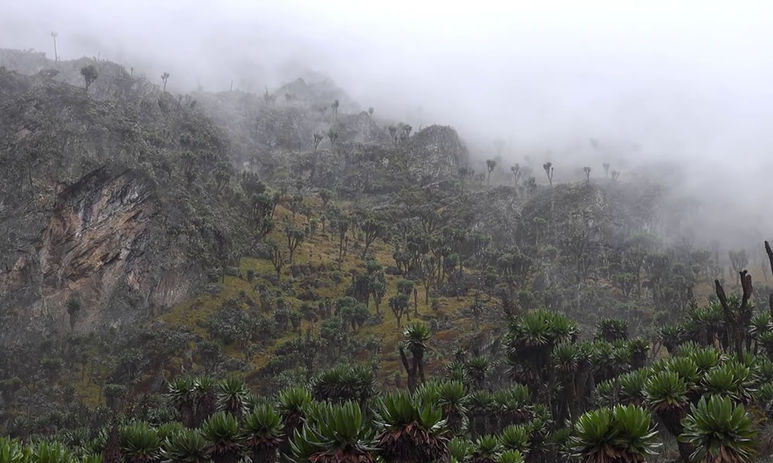 Rwenzori mountains national