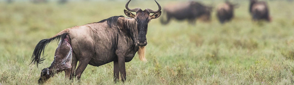 Ndutu Calving Season in February