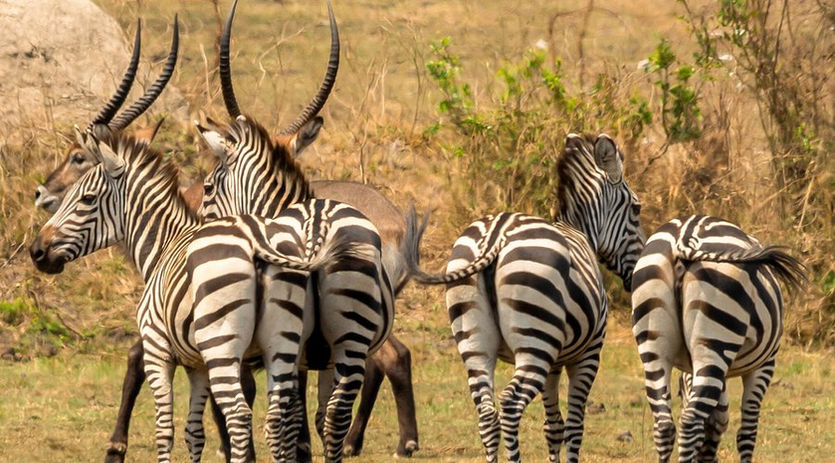 lake mburo zebras