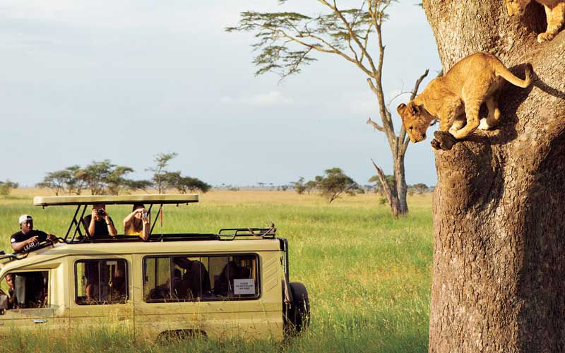 Tree climbing lions in Lake manyar national park