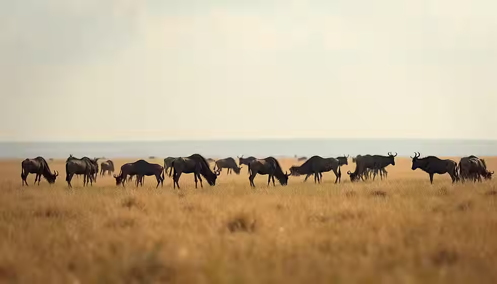 Wide angle view of the Serengeti plains with grazing wildebeest