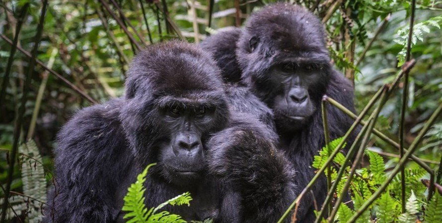 Bwindi Impenetrable National Park