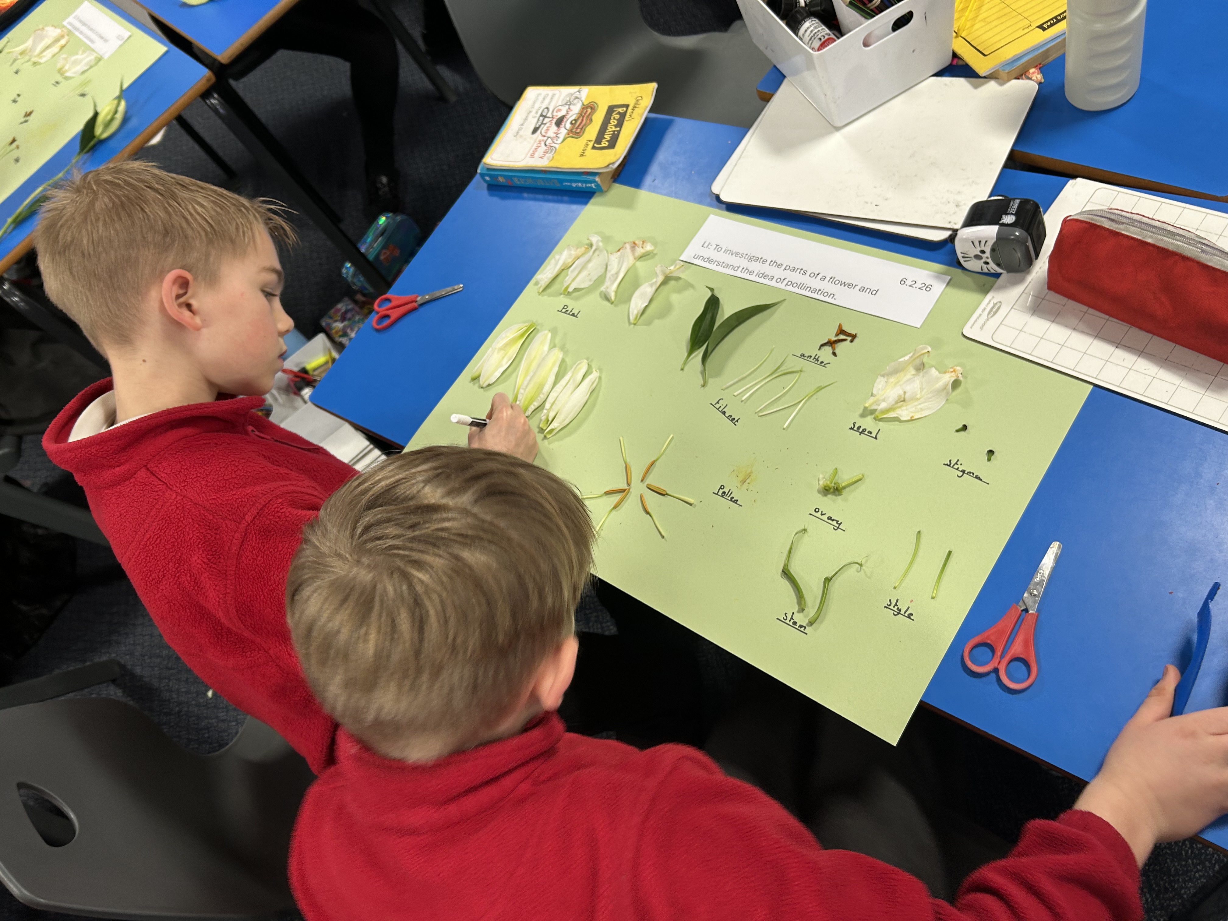 Ray and Fin Flower dissection.jpeg