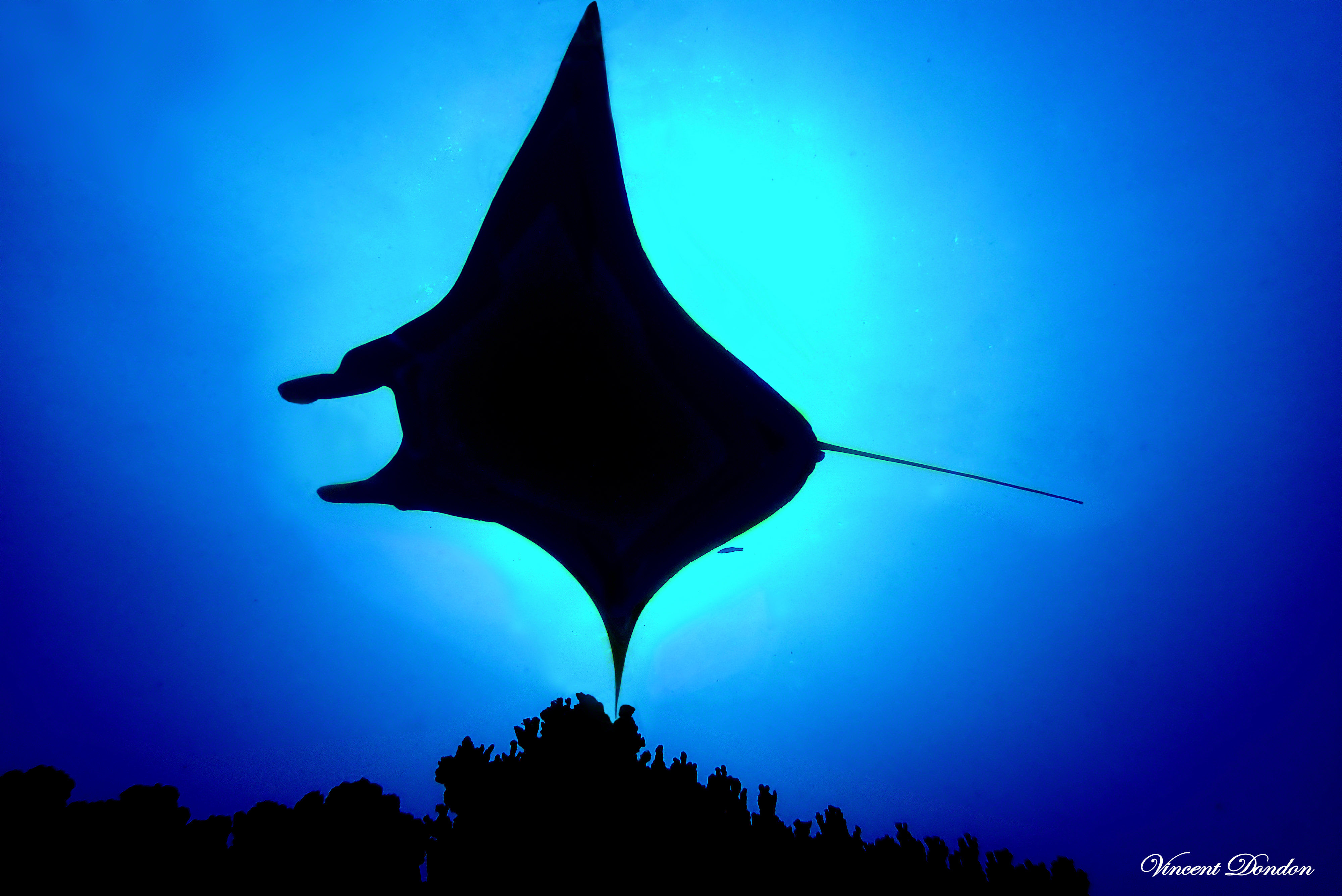 contre jour raie manta - Bora bora - Polynésie
