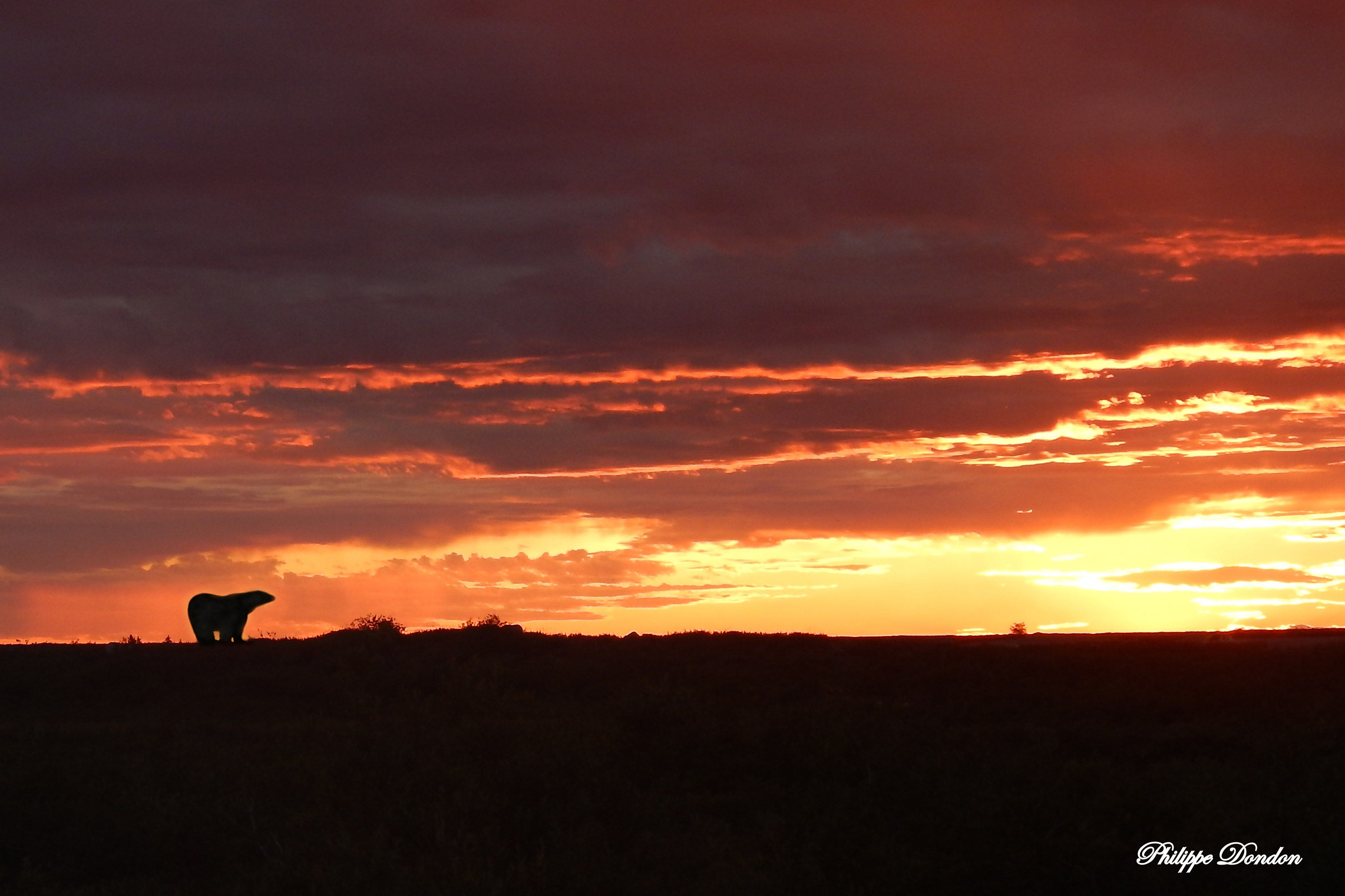 ours polaire - baie d'Hudson