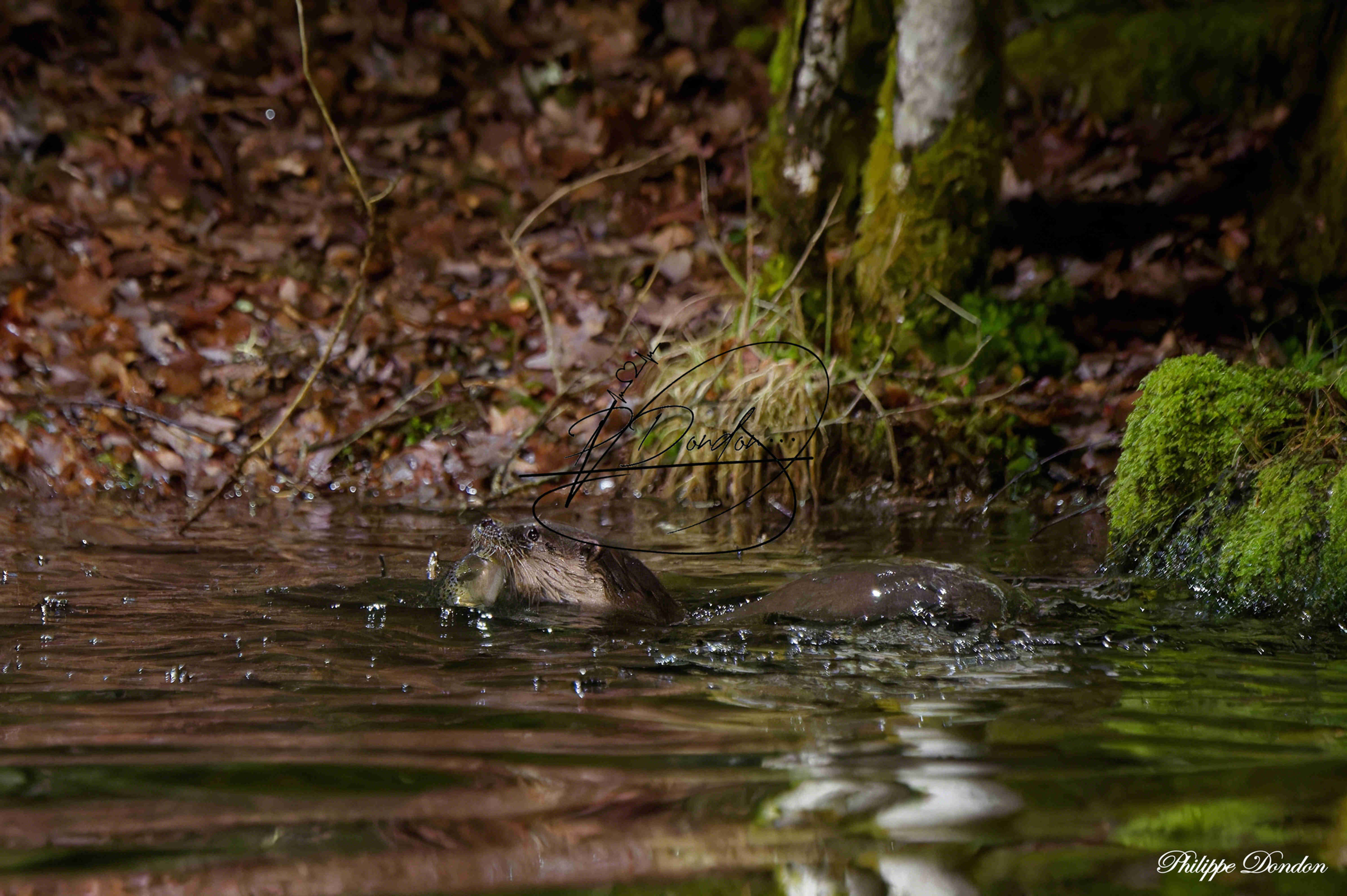 loutre en pêche - Périgord - France