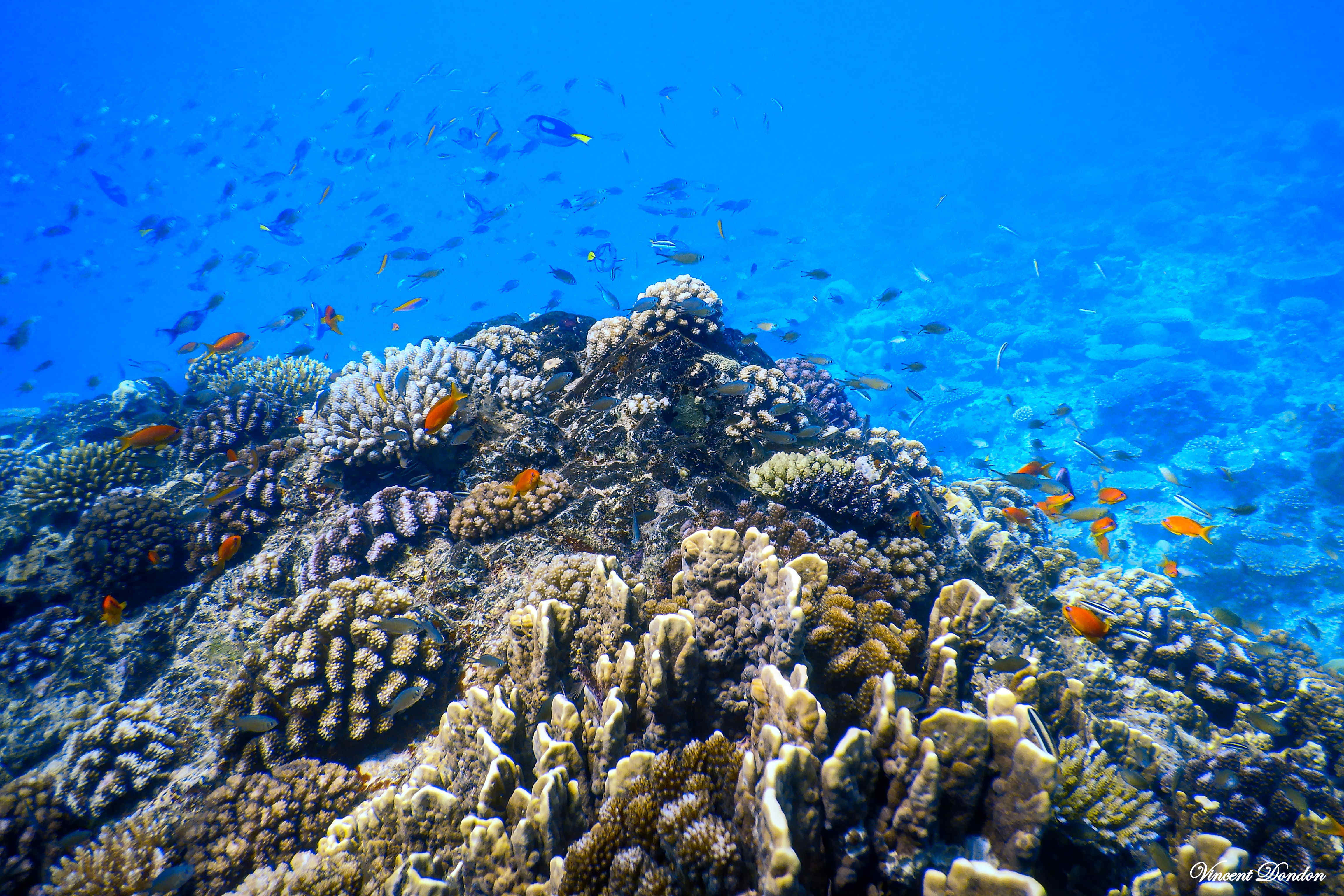 paysage sous marin - lagon de Mayotte