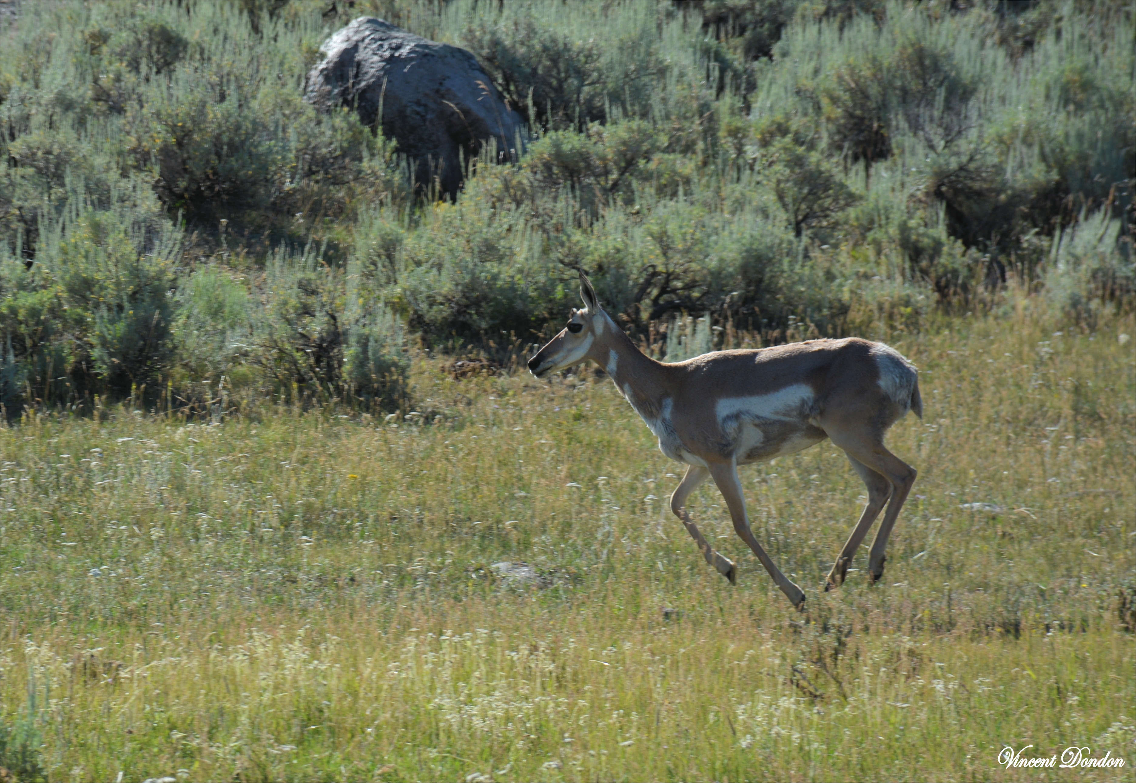 pronghorn - Yellowstone