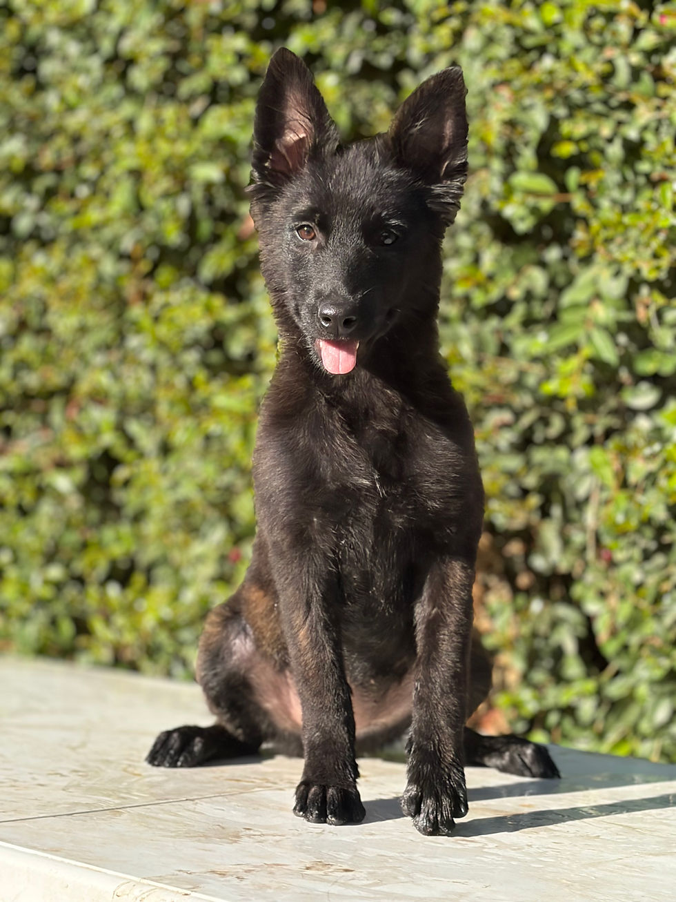 Portrait of a young dark-coated Dutch Shepherd puppy sitting on a light surface with a green leafy hedge background