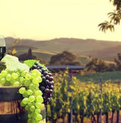 Վերջին Ողկոյզը                         Երեք երգ խաղողի եւ ուրախութեան մասին