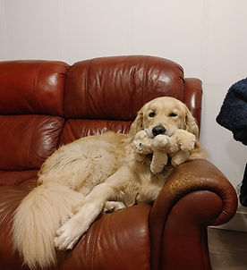 Photo d'un Golden Retriver sur un canapé tenant une petite pelluche de golden retriver dans sa bouche.