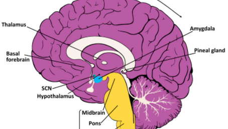 Restful Nights and Healthy Minds: Unraveling the Connection between Sleep and Dementia