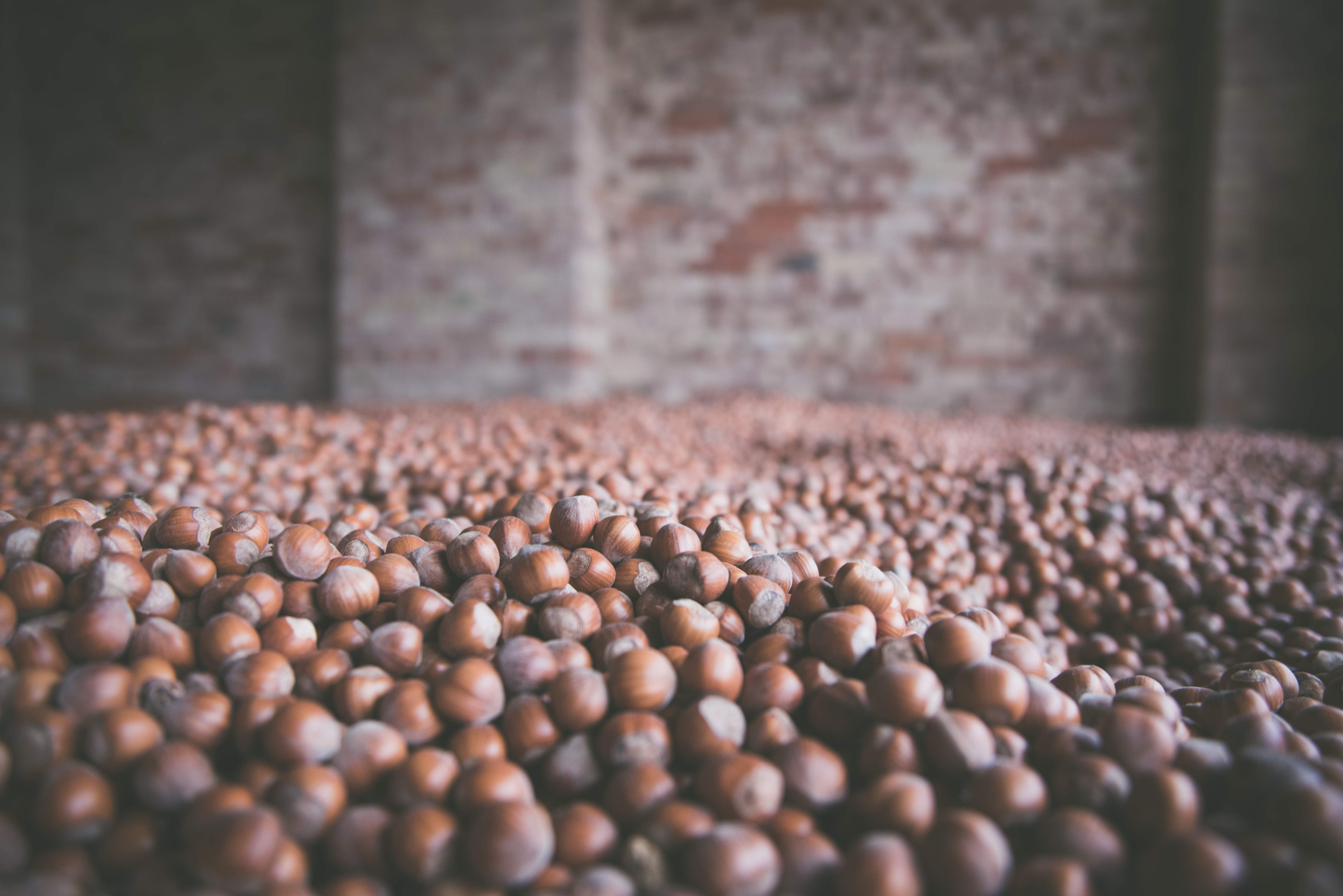 Hazelnuts in shell - Hazelnuts in shell 2 Kg