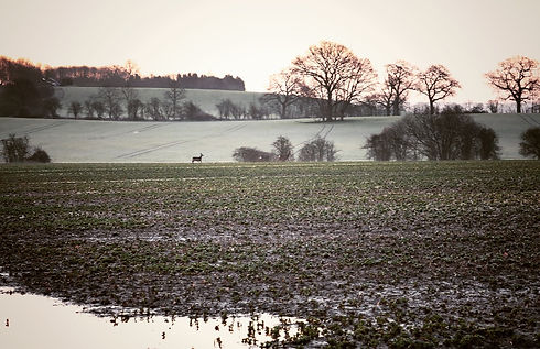 Cold Fields