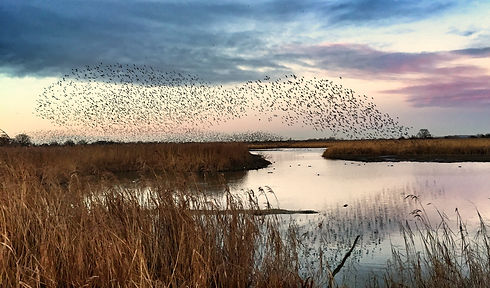 Birds