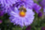 bee-gac9326e7d_1920.jpg