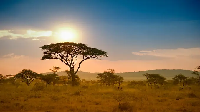 Safari-GettyImages-143917249.webp