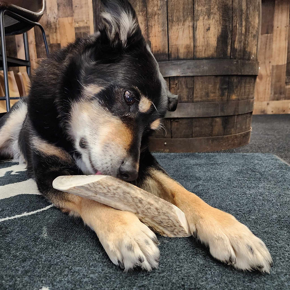 Thumbnail: Little Bone Dog Treats