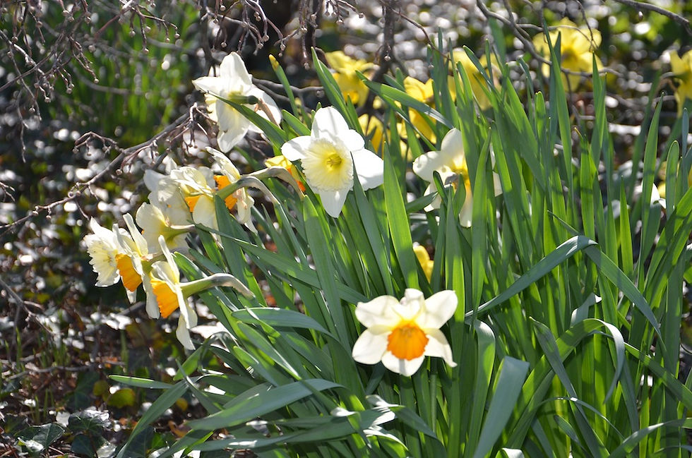 My favorite daffodils