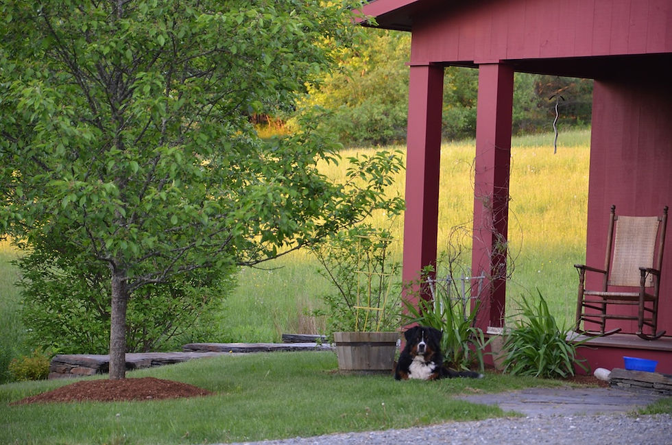 Lucy enjoying VT