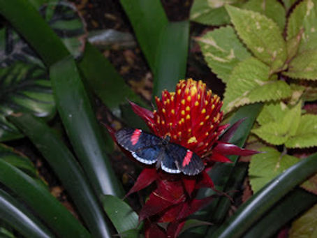 The Butterflies are Back