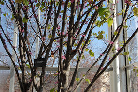 A Glimpse of Spring