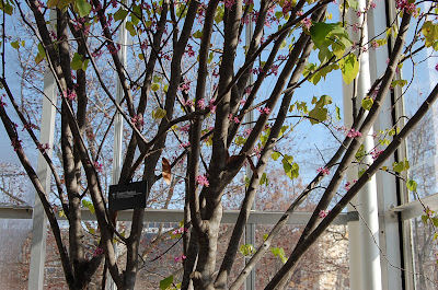 A Glimpse of Spring