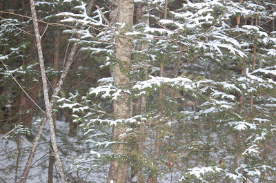 A Walk in the Woods
