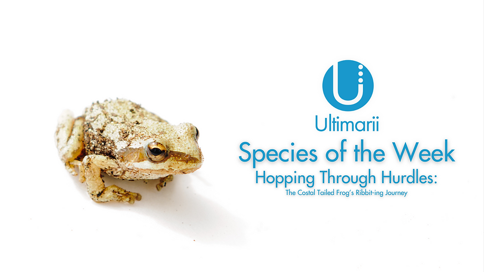 Hopping Through Hurdles: The Coastal Tailed Frog’s Ribbit-ing Journey