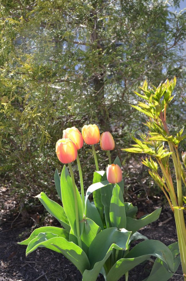 The only set of tulips this year!