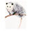 Thumbnail: Opossum Art Print