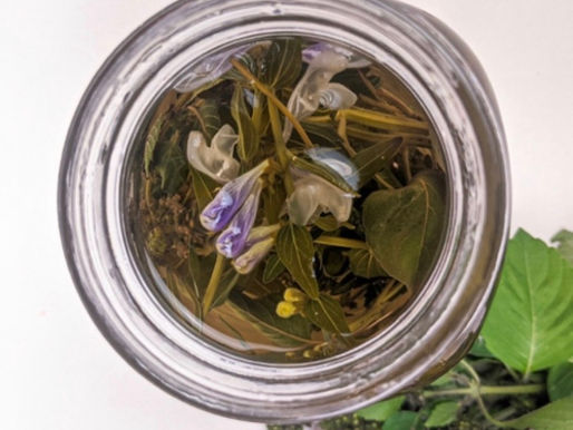 GoodHealthy® Tulsi