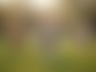 Enhance Your Pet's Life with Social Interaction