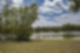 Trees and Lake.JPG