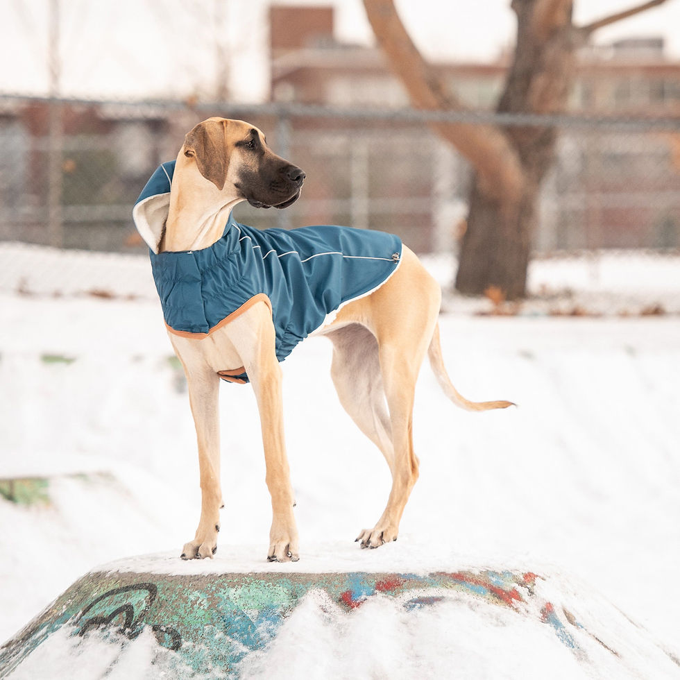 Thumbnail: Insulated Raincoat - Dark Blue