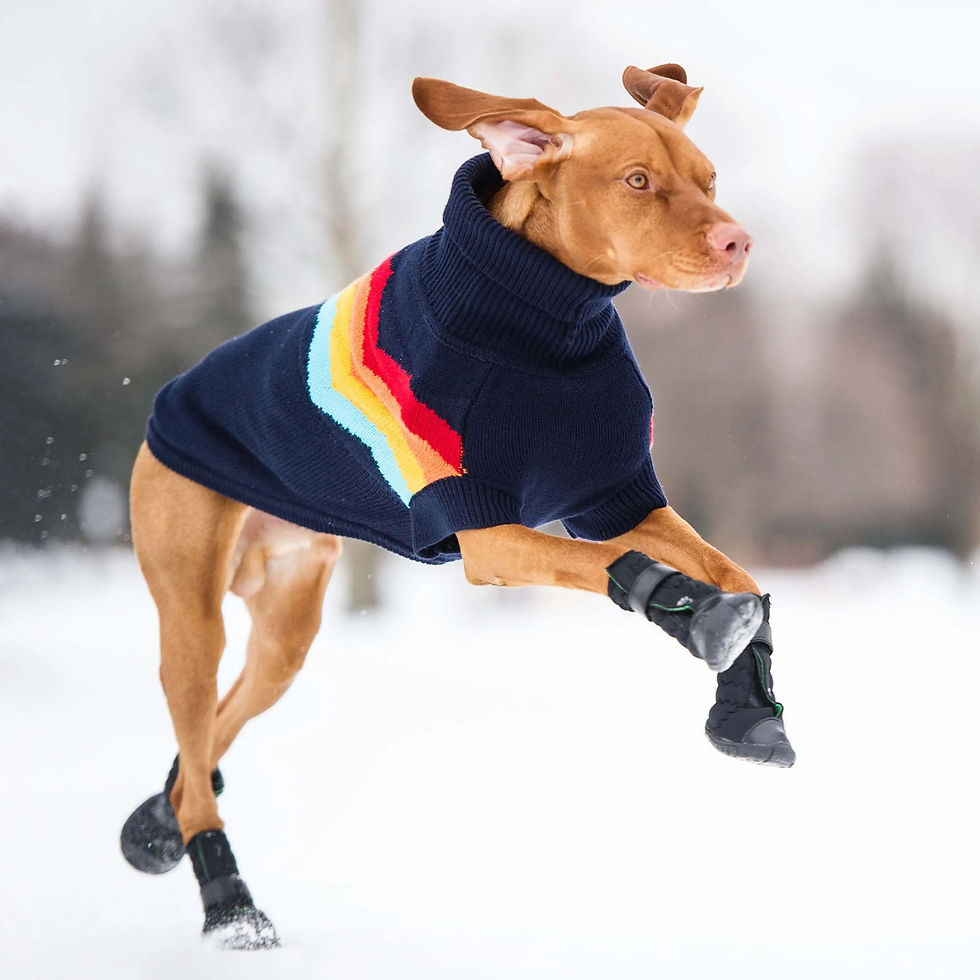 Thumbnail: Elasto-Fit Dog Boots - Black