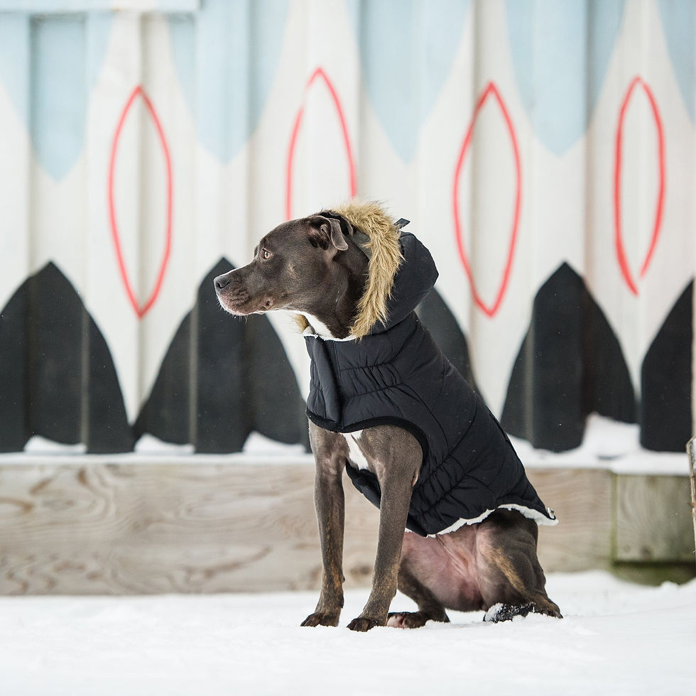 Thumbnail: Urban Parka - Black