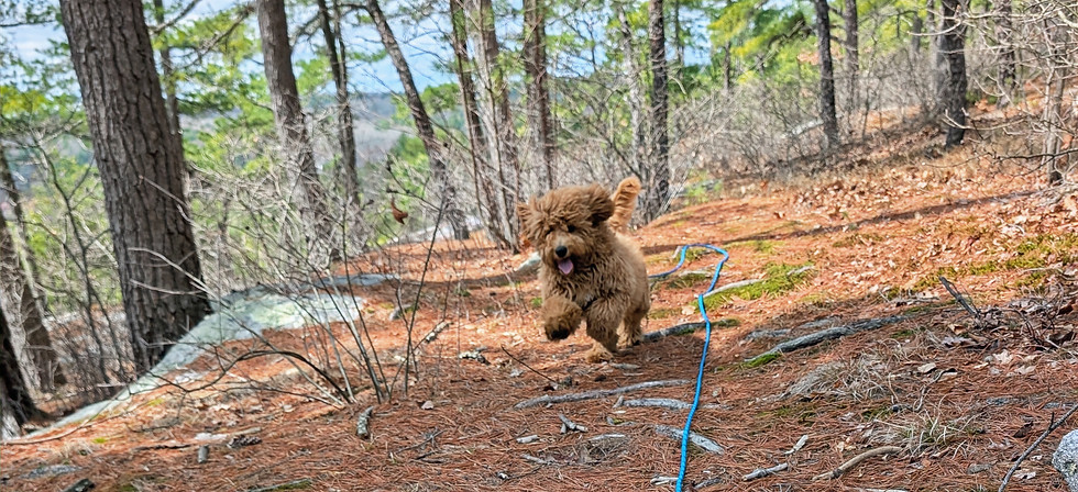 young golden doodle puppy joyfully jumps through the leaves in a fall woodsy setting, hudson ma