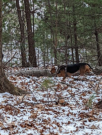 woods run hank.jpg