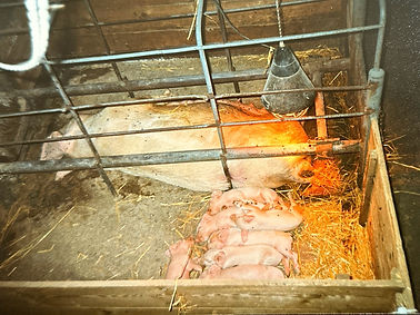 Foto_Stall_3_vorher_2_edited.jpg